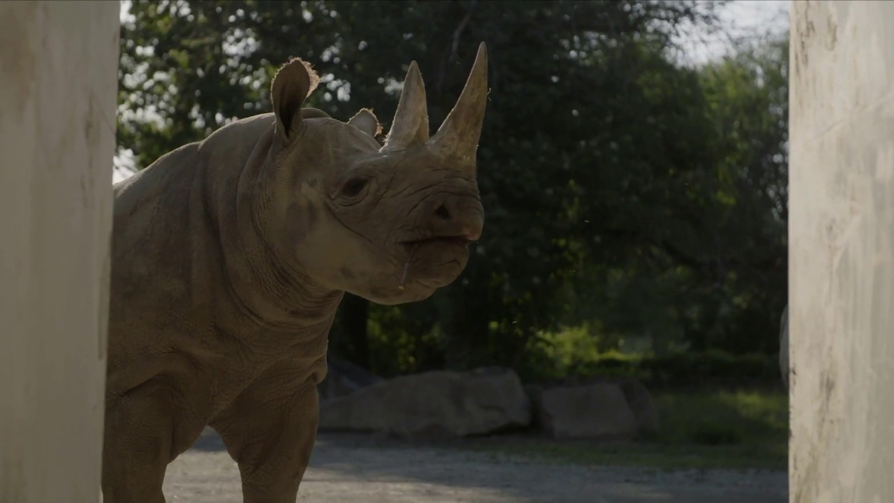 Safari Park Dvůr Králové: Rhinos to Rwanda 2019