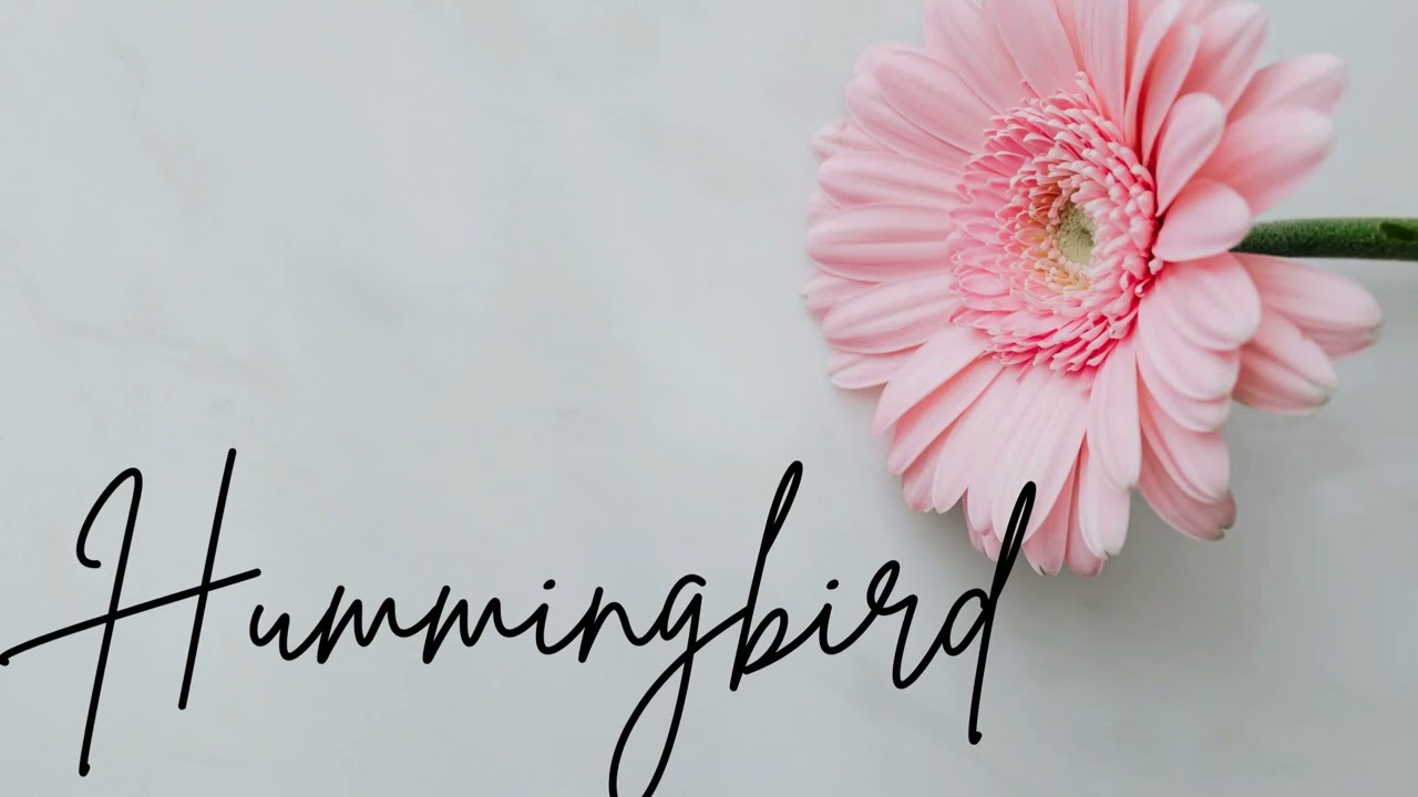 Hummingbird (Beija-flor English version)