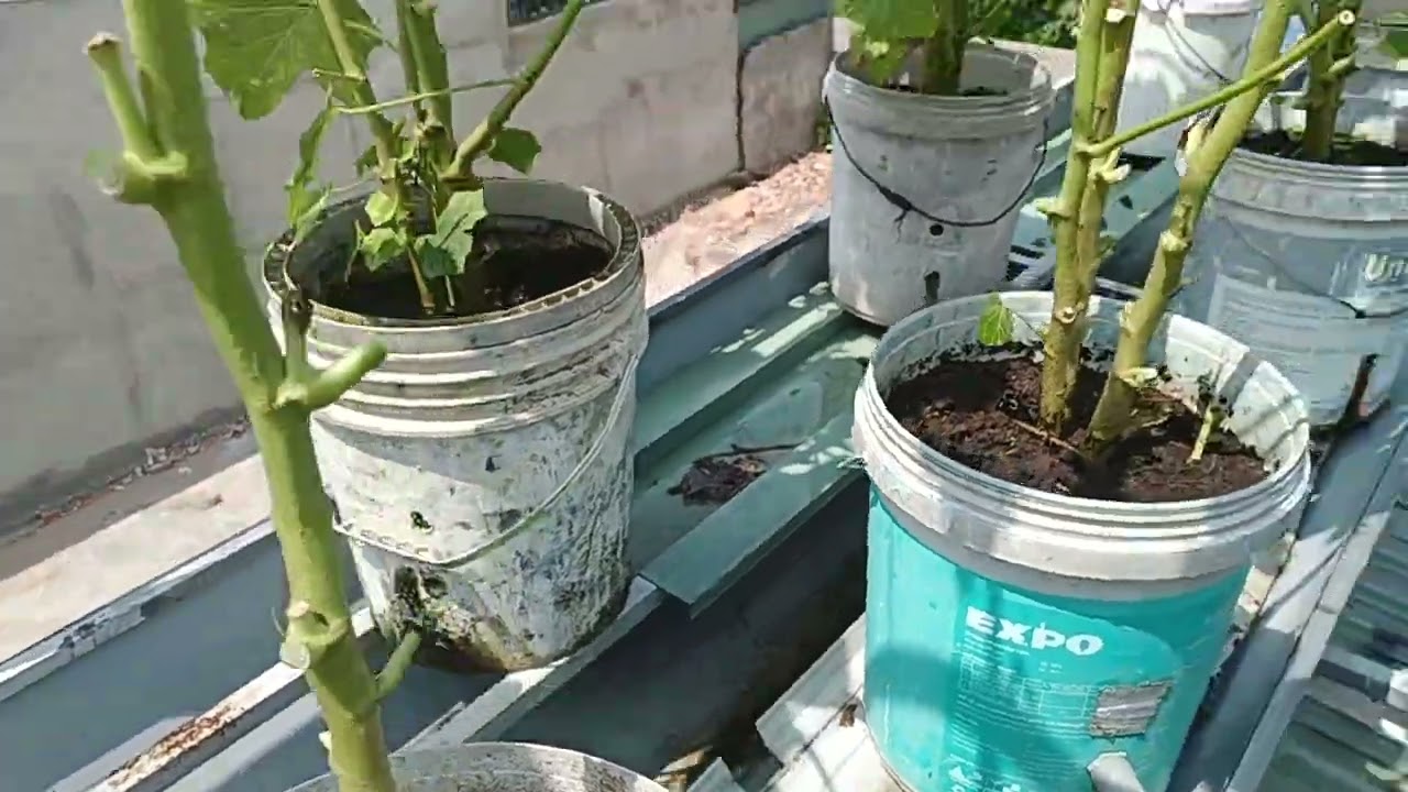 Trồng đậu đũa bụi trong thùng 20l trên mái tole