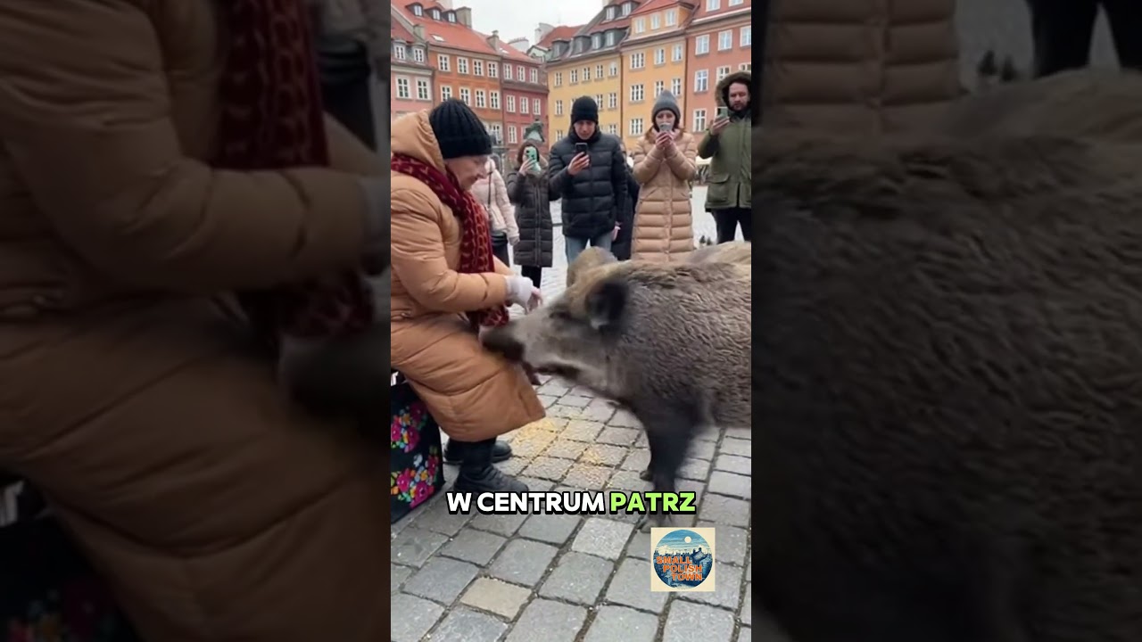 Kobieta karmi dziki na star&oacute;wce! #shorts #viral #polska #amazing #sora2