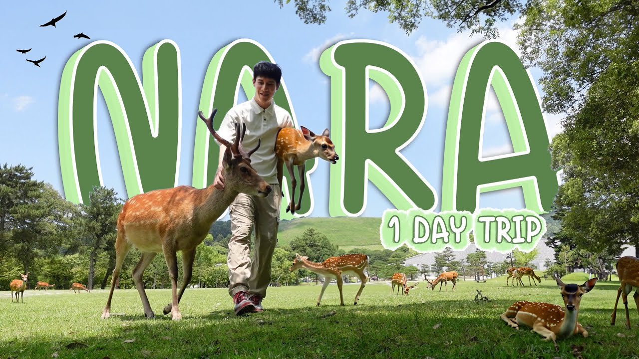 Nara 1 Day Trip | เที่ยวใกล้โอซาก้า ไปให้กวางงับถึงญี่ปุ่น