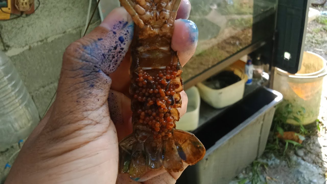 27 to 35 days  ready na para ilipat sa aquarium matigas na Kasi egg nila pag matagal na. ☺️😁👍