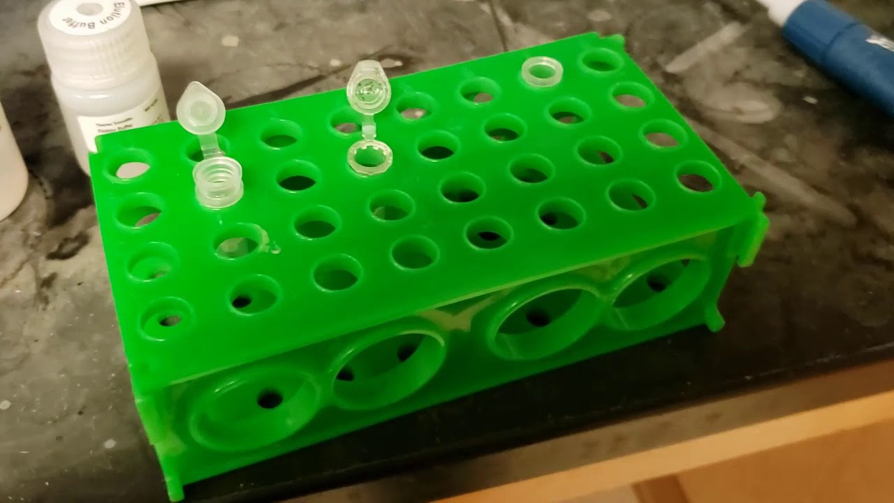 Genomic DNA Purification