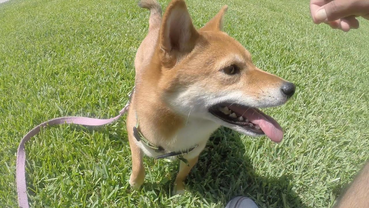 🐶 Shiba-Inu cuties will melt your heart 🥰🐕🐶🐾