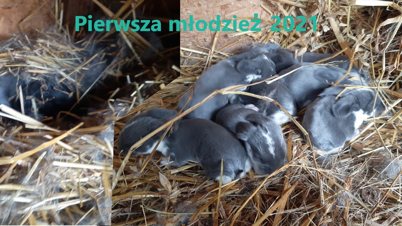 Młode króliki w 2021r