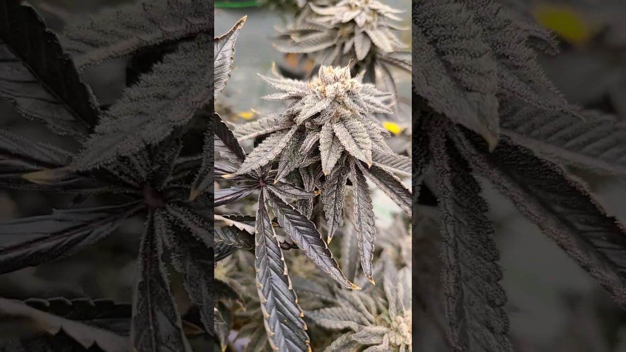 mini kmintz almost chop time