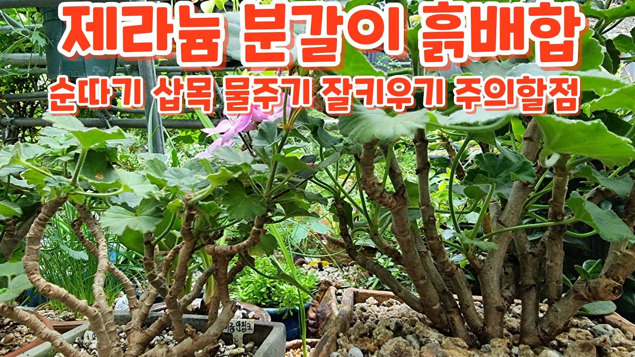 #제라늄 #분갈이 #흙배합 #물주기 #잘키우기 주의할점