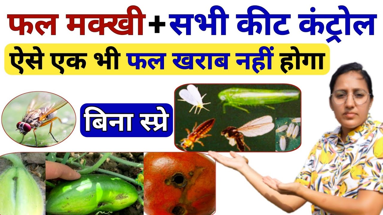 फ्रूट फ्लाई 💯 कंट्रोल | fruit fly control | thrips whitefly control | fruit fly control insecticide