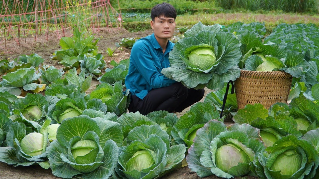 Harvesting Cabbage Garden, Go to the Market to Sell, Forest life