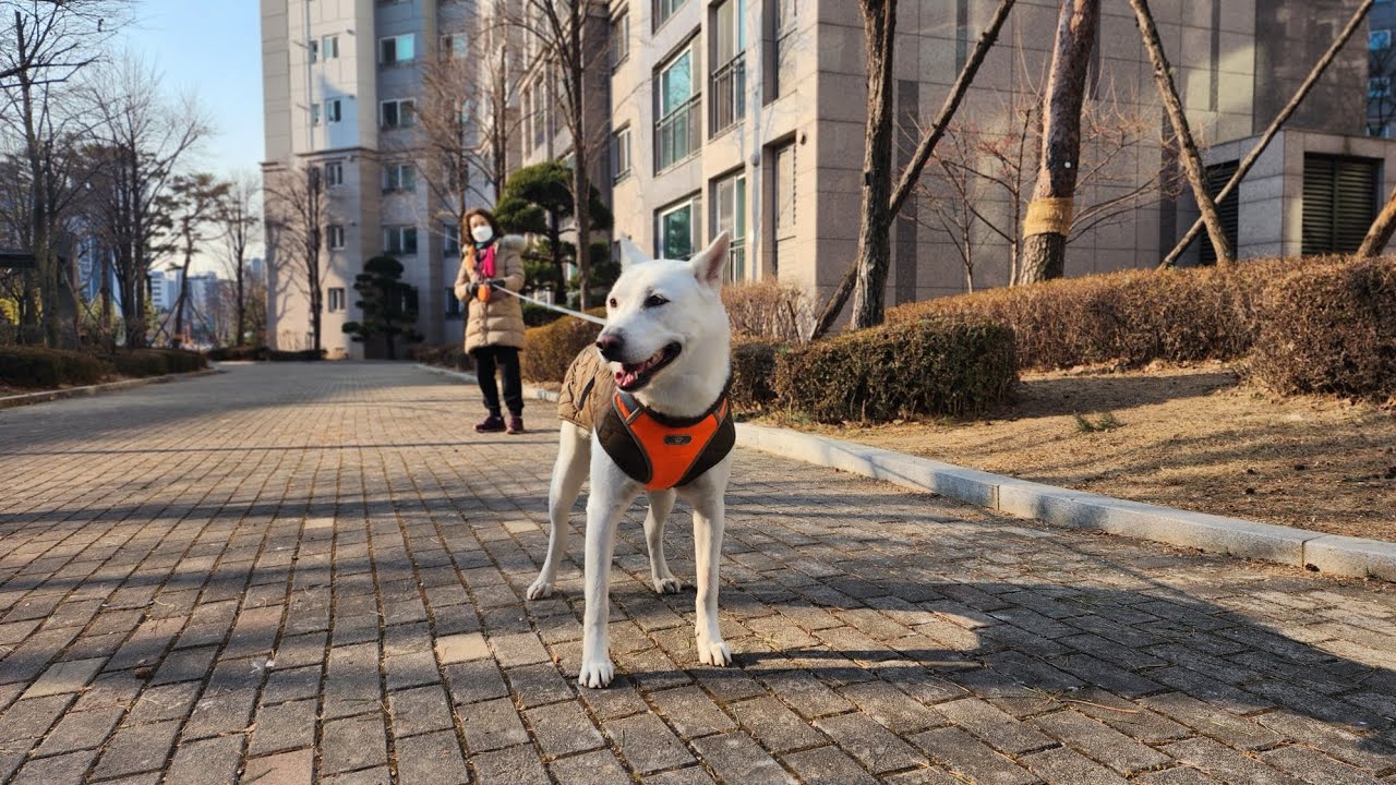 두부(진도개)의 485일차 아침산책 