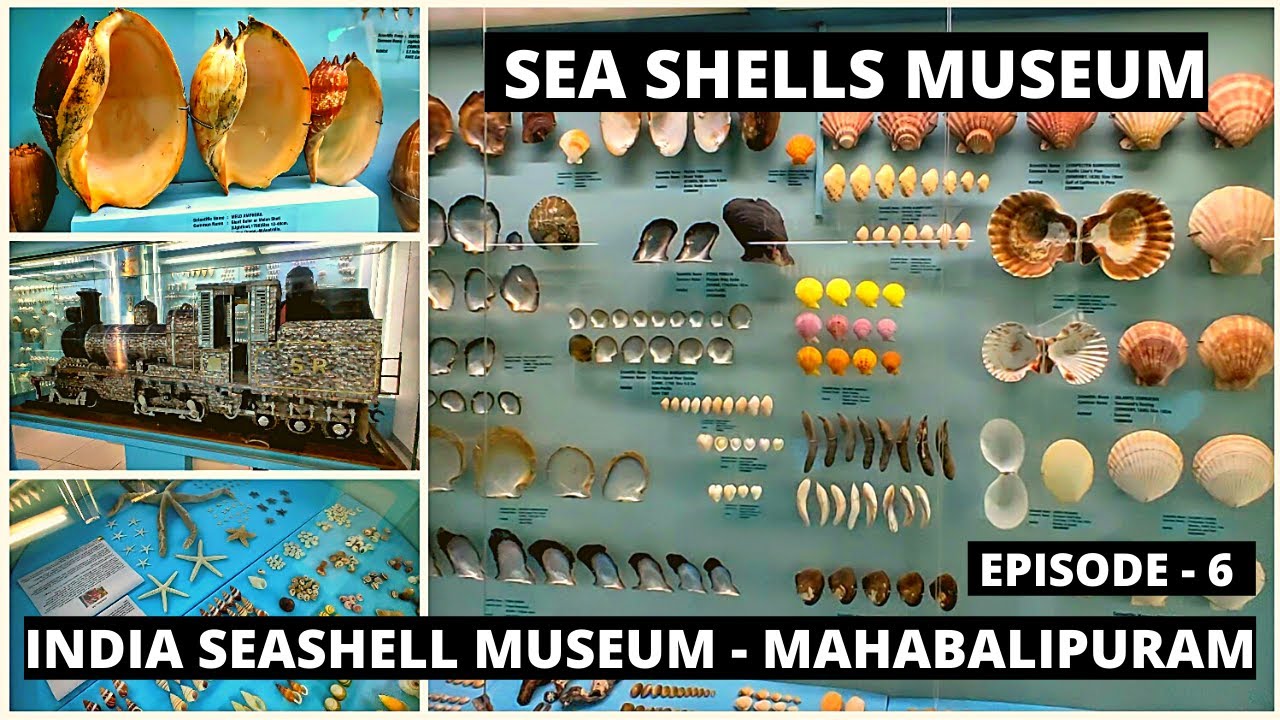 Asia's Largest Seashells Museum  || India Seashell Museum - Mahabalipuram || Episode - 6