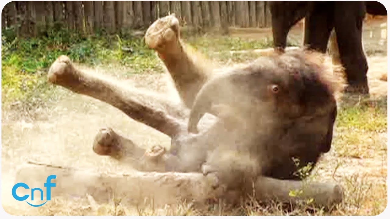 Adorable Baby Elephant Takes A Tumble
