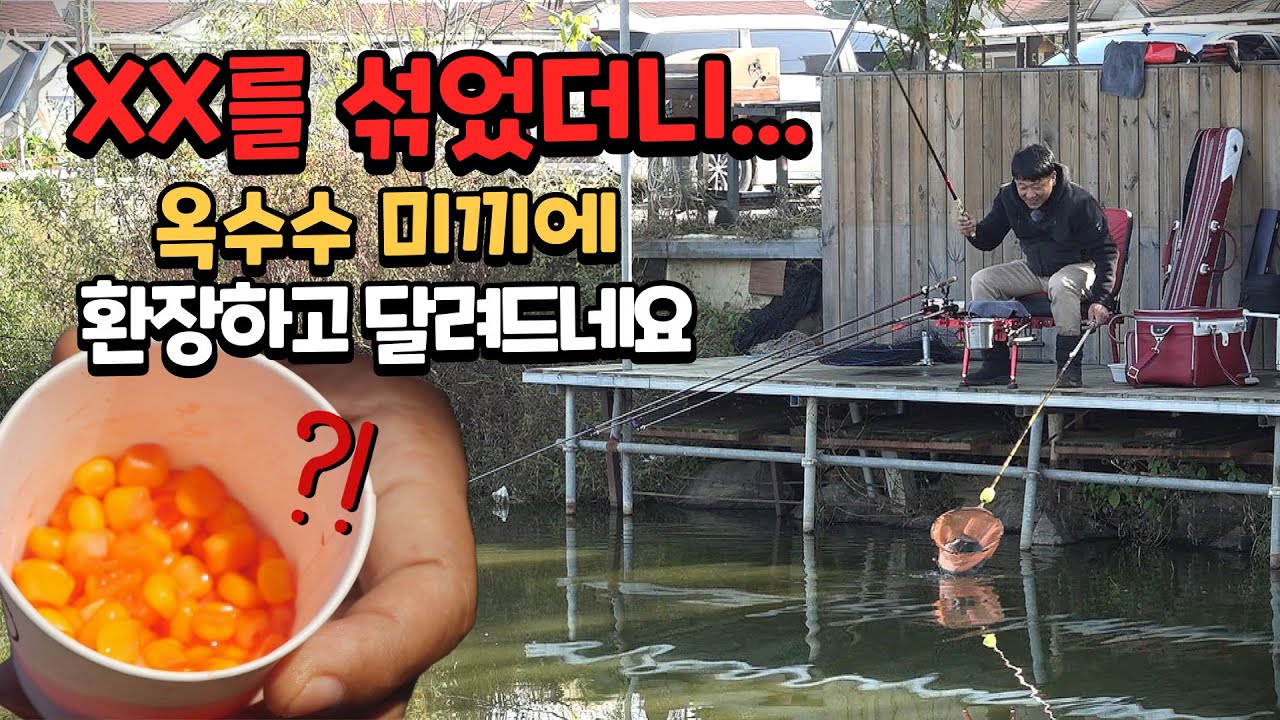유료터에서도 옥수수 미끼에 붕어들이 환장하고 덤벼드네요!