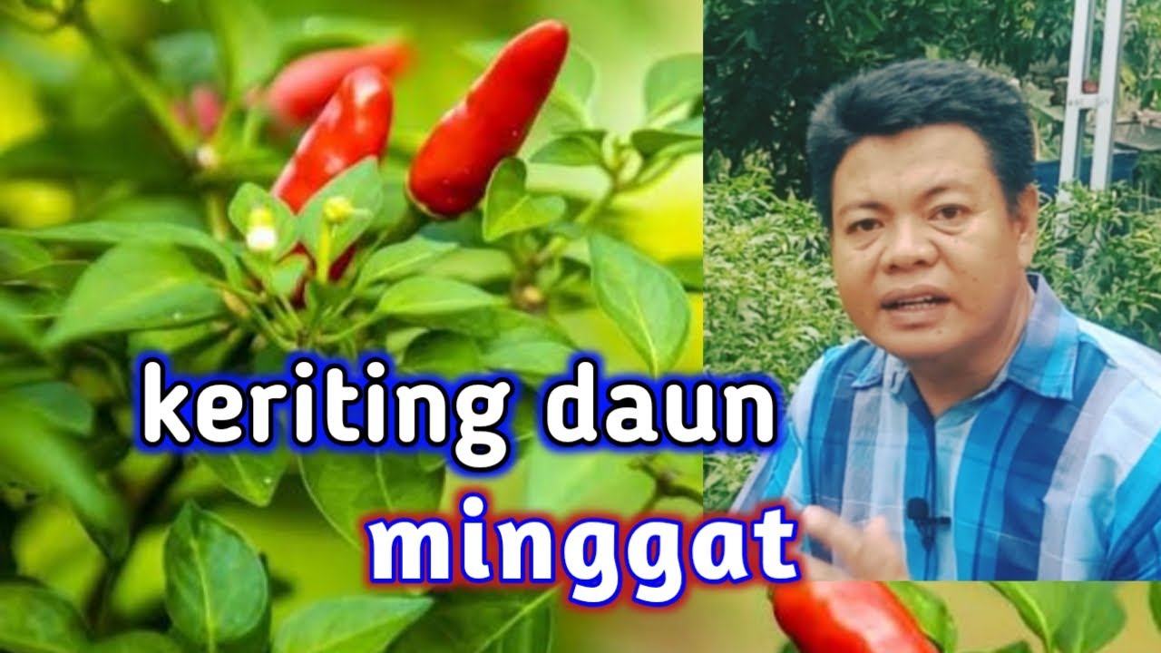 Cara Mudah Atasi Keriting Daun Pada Tanaman Cabe