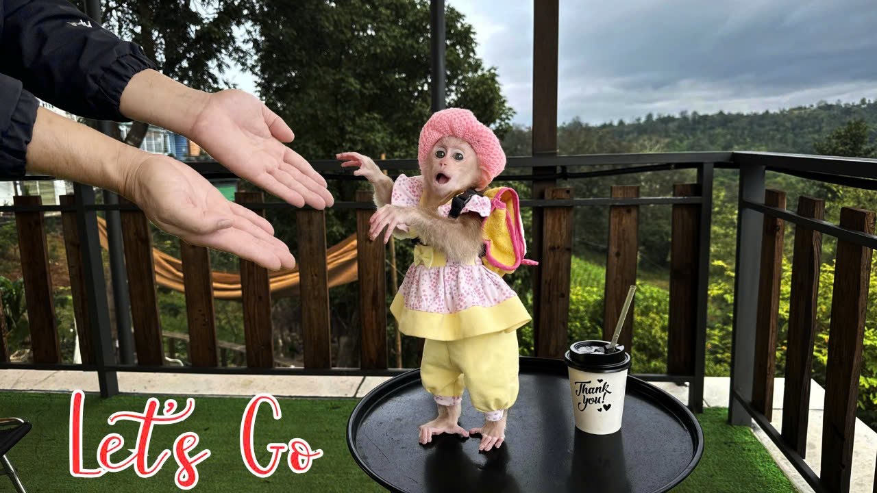 Baby monkey Kyo: Dad, let's go - Exciting trip!