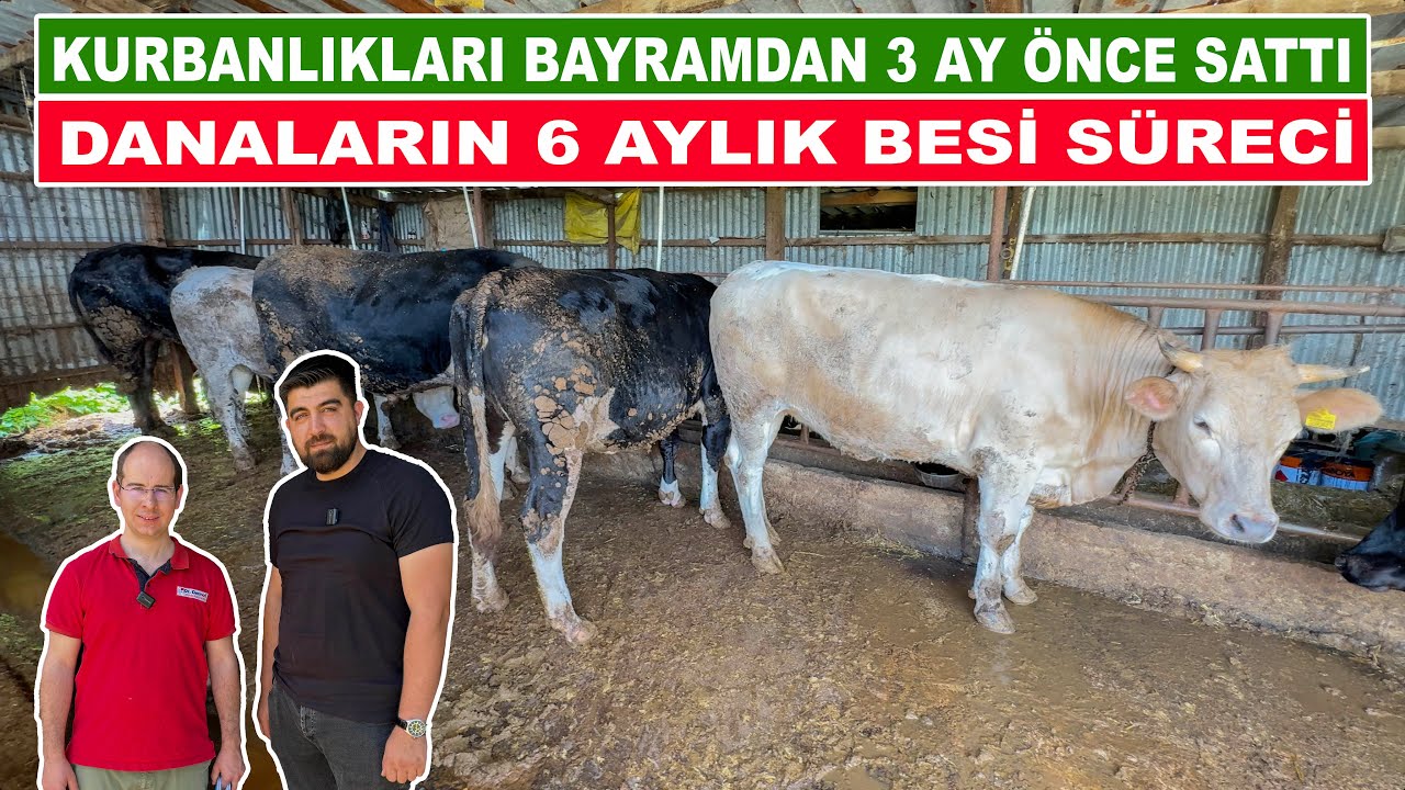 Kurbanlıkları Bayramdan 3 Ay Önce Sattı | Danaların 6 Aylık Besi Süreci