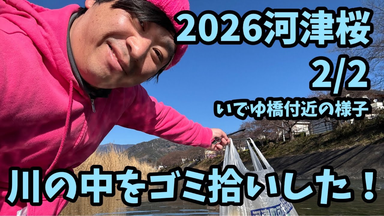 【2026河津桜】 2/2 最新開花予測 ゴミ拾い