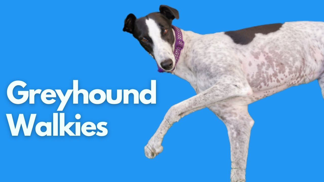 Adopting a Greyhound - Greyhound walk