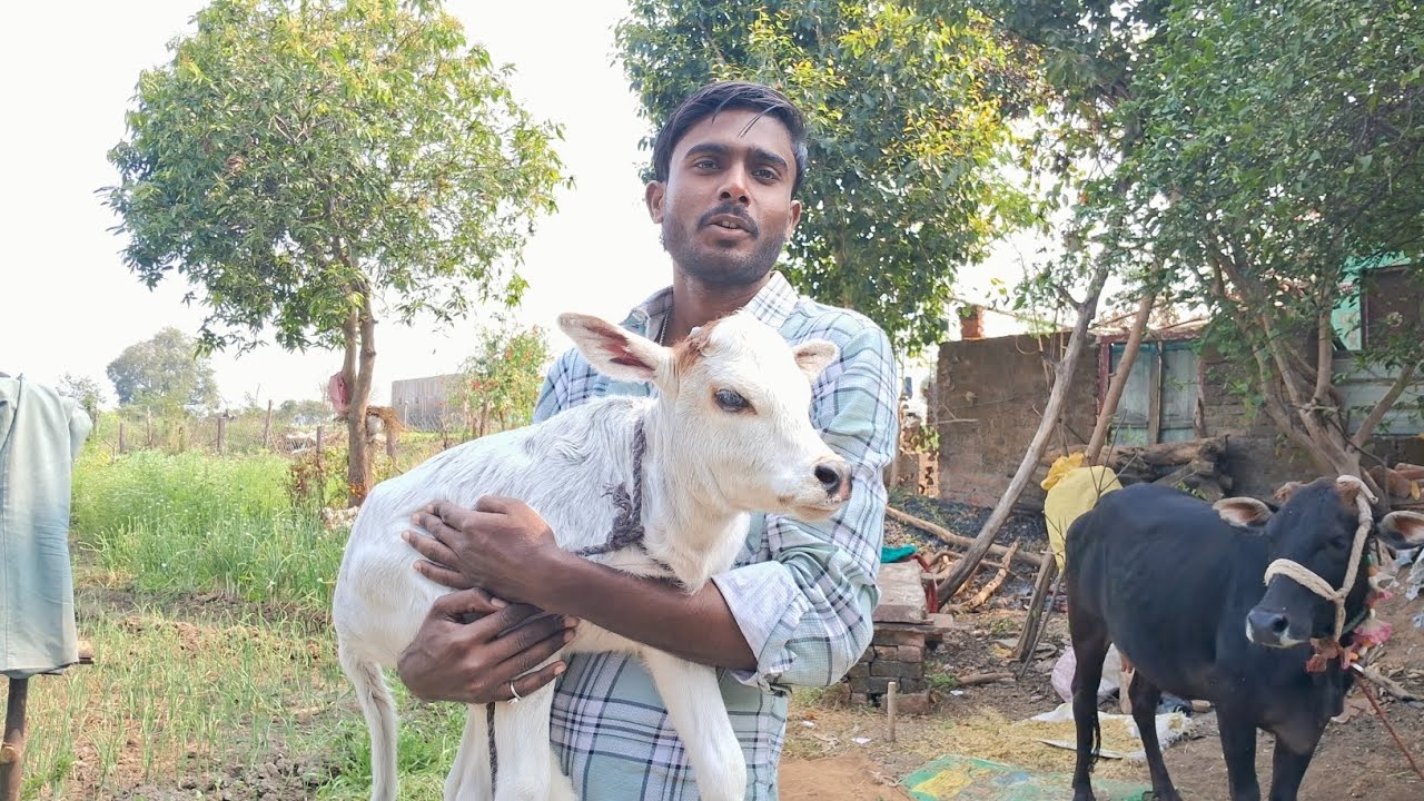 gay ka baccha khilane Gaye