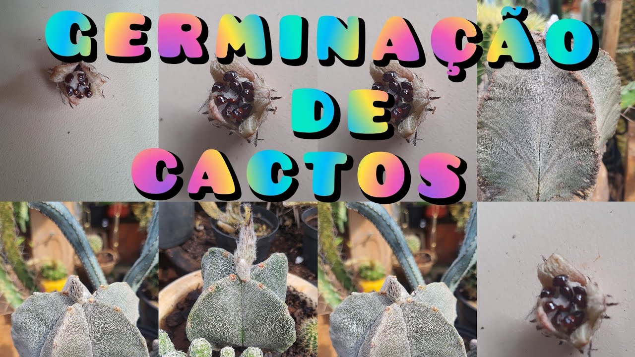 PRODUÇÃO de CACTOS: CACTOS  PRODUZIDOS por SEMENTES! Bora ver como Estão?