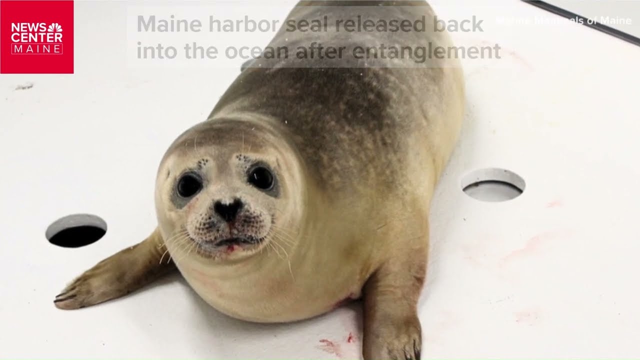 2025 April Friday Night Video: An Almost Unbelievable Stranding