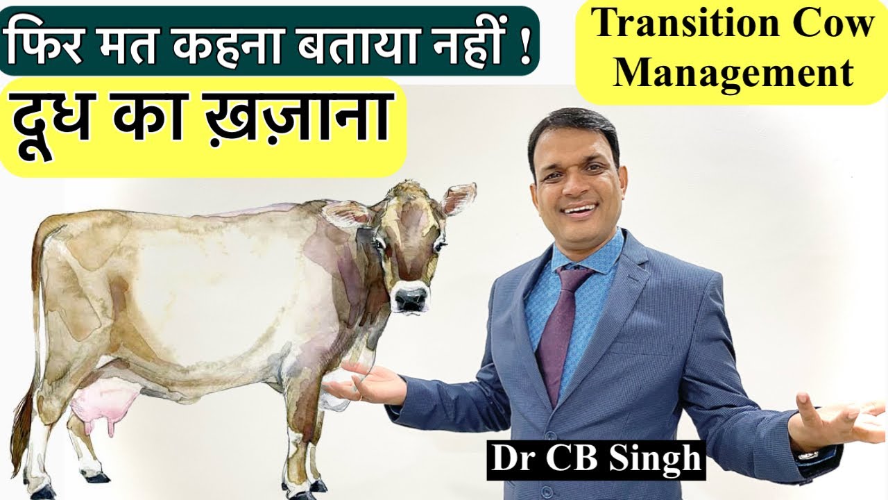 फिर मत कहना बताया नहीं…दूध का ख़ज़ाना | Feeding Of Transition Cow | Dairy Farm | @DairyUstaad