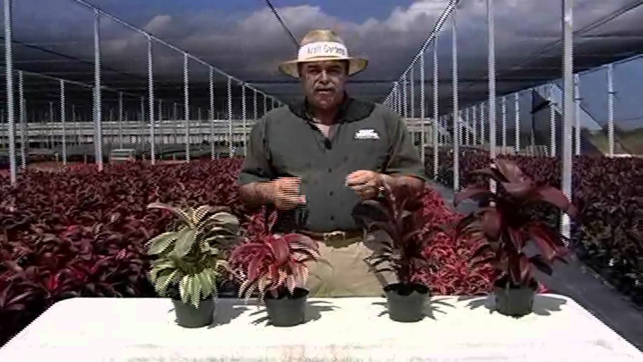 Cordyline Care Instructions.avi