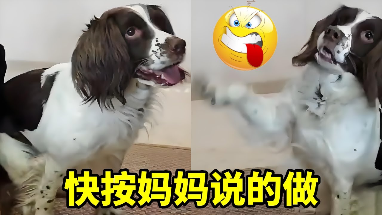 仔仔：咋的…想造fan啊？！……#萌宠日常记录#我家毛孩子