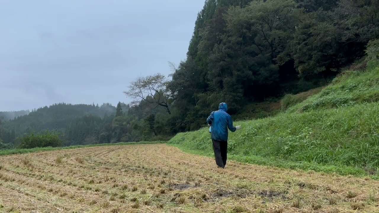 もう来年の米作り始まりました〜秋藁を土にすき込んで春までに分解させたいの2025/10/30−01