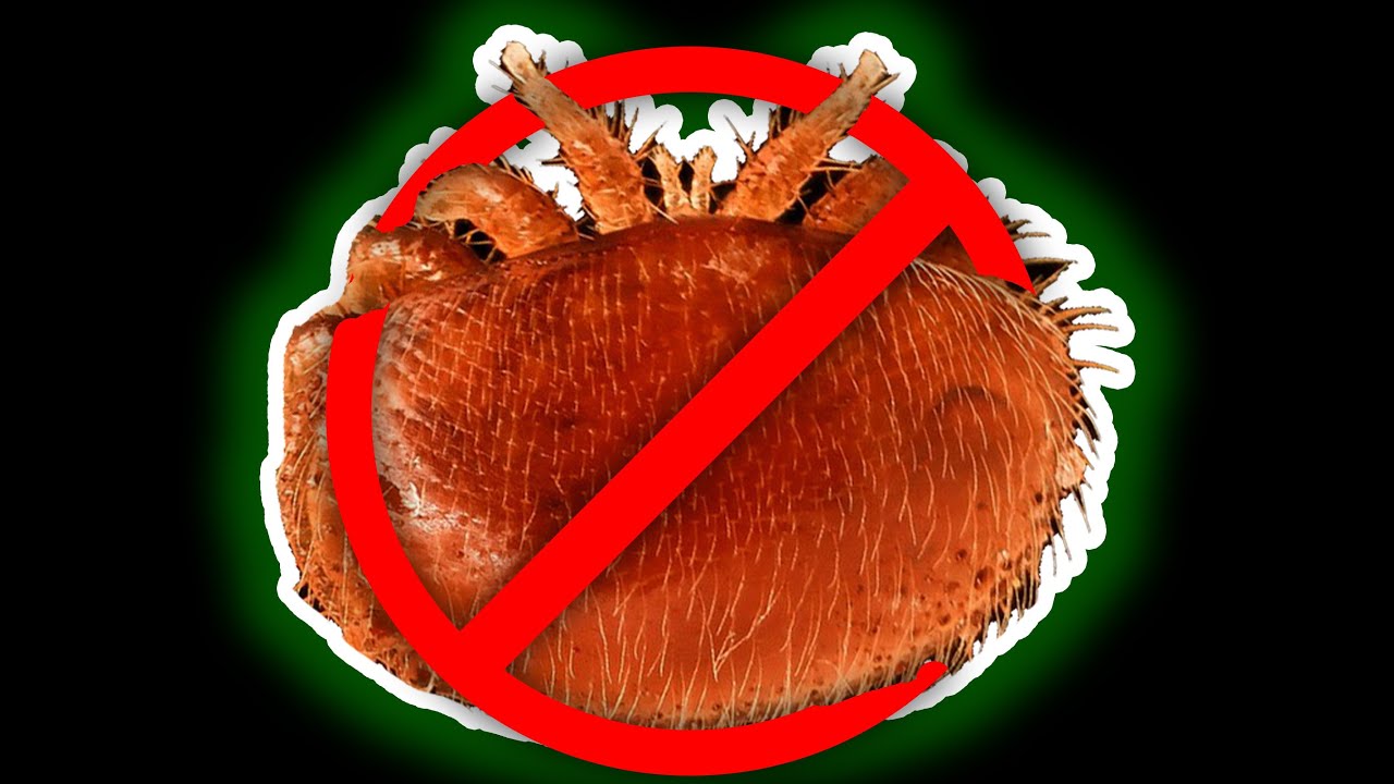 NO MORE VARROA MITES | How to Use Oxalic Acid to Kill Mites in Your Beehive