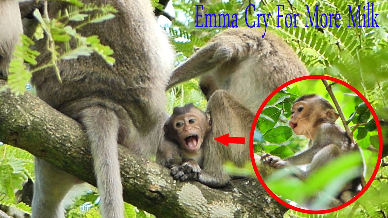 So Sad ..... It's A Pity Baby Monkey Emma Cry For More Milk , But Mommy Emila Refuses.