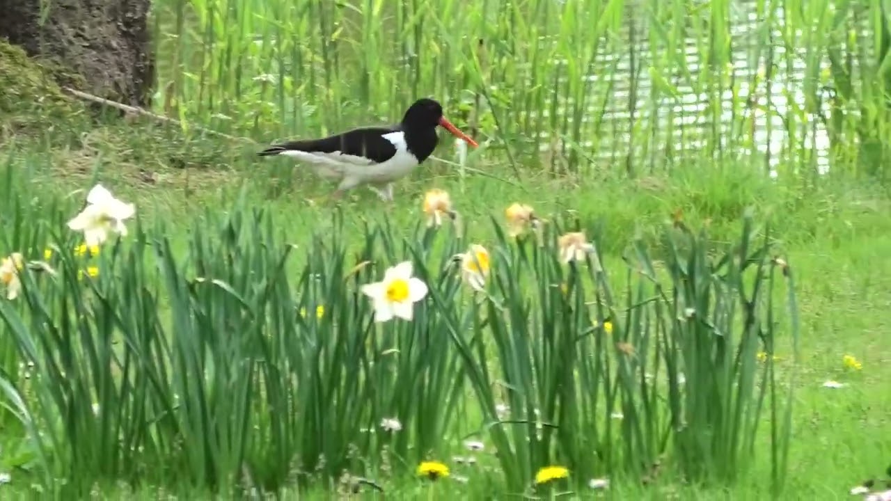 Birds with Panasonic hc-vx3