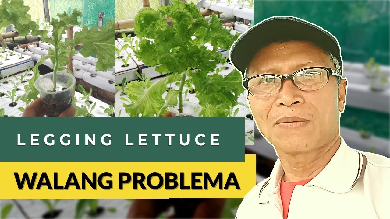 PAANO PAGANDAHIN ANG LEGGING LETTUCE | Lettuce in a Cup DIY Hydroponics Farming System