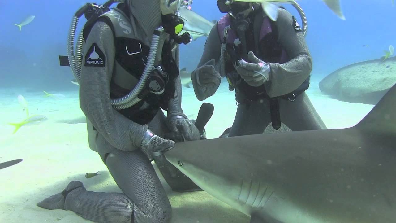 Hand Feeding Caribbean Reef Sharks