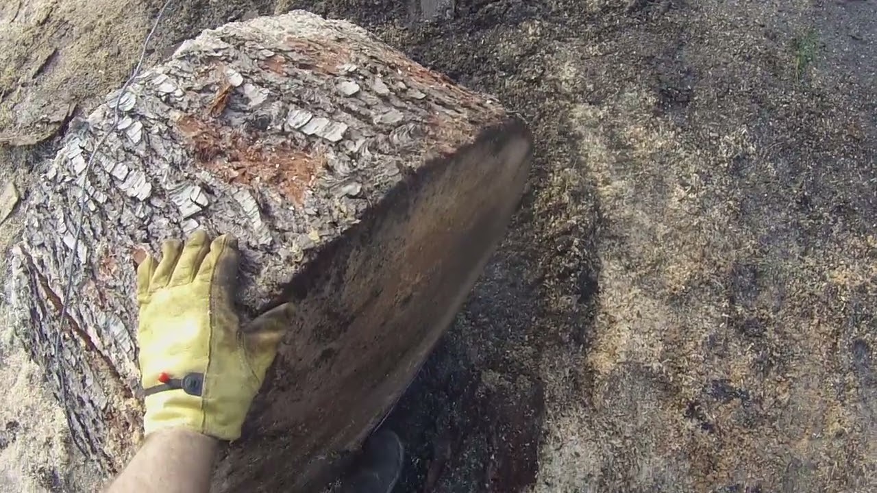 LOADED TRUCK WITH HUGE WOOD ROUNDS AROUND 3000LBS #love #firewood #homestead #wood #chainsaw #diy