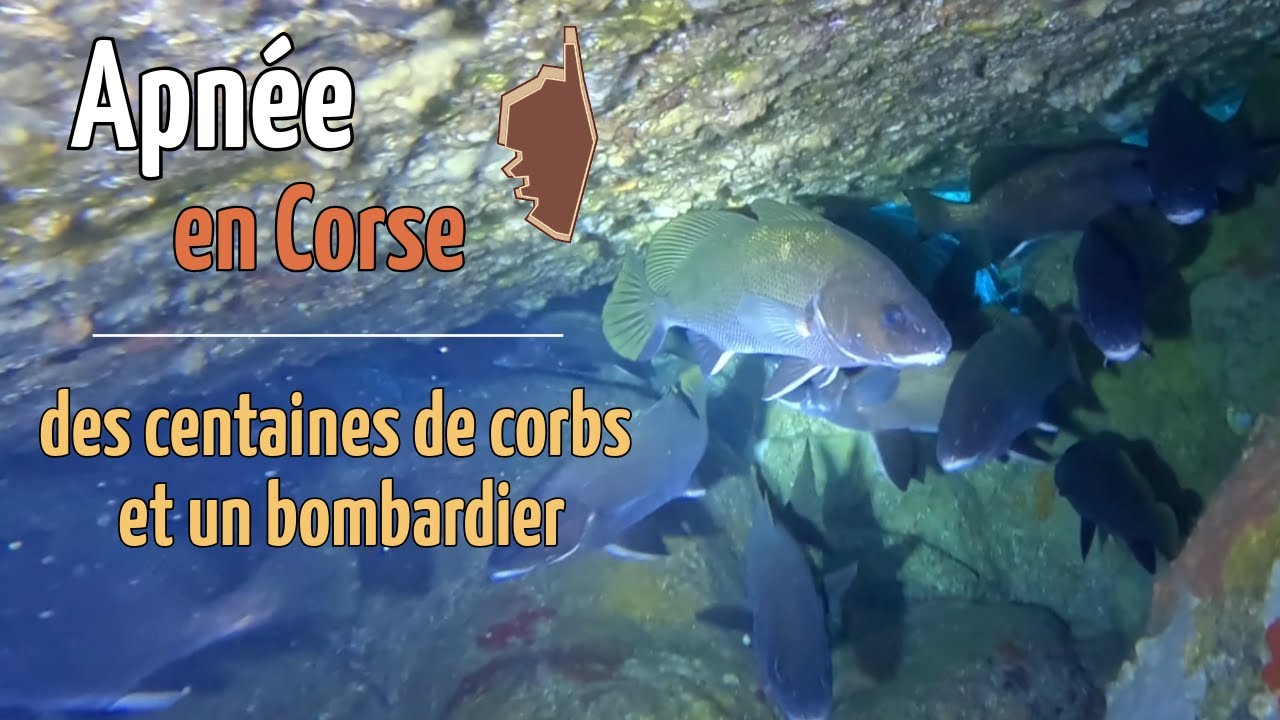 Apnee en Corse - Des centaines de corbs et un bombardier