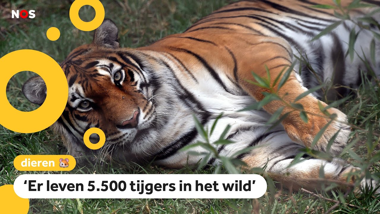 Er leven meer tijgers in het wild dan gedacht