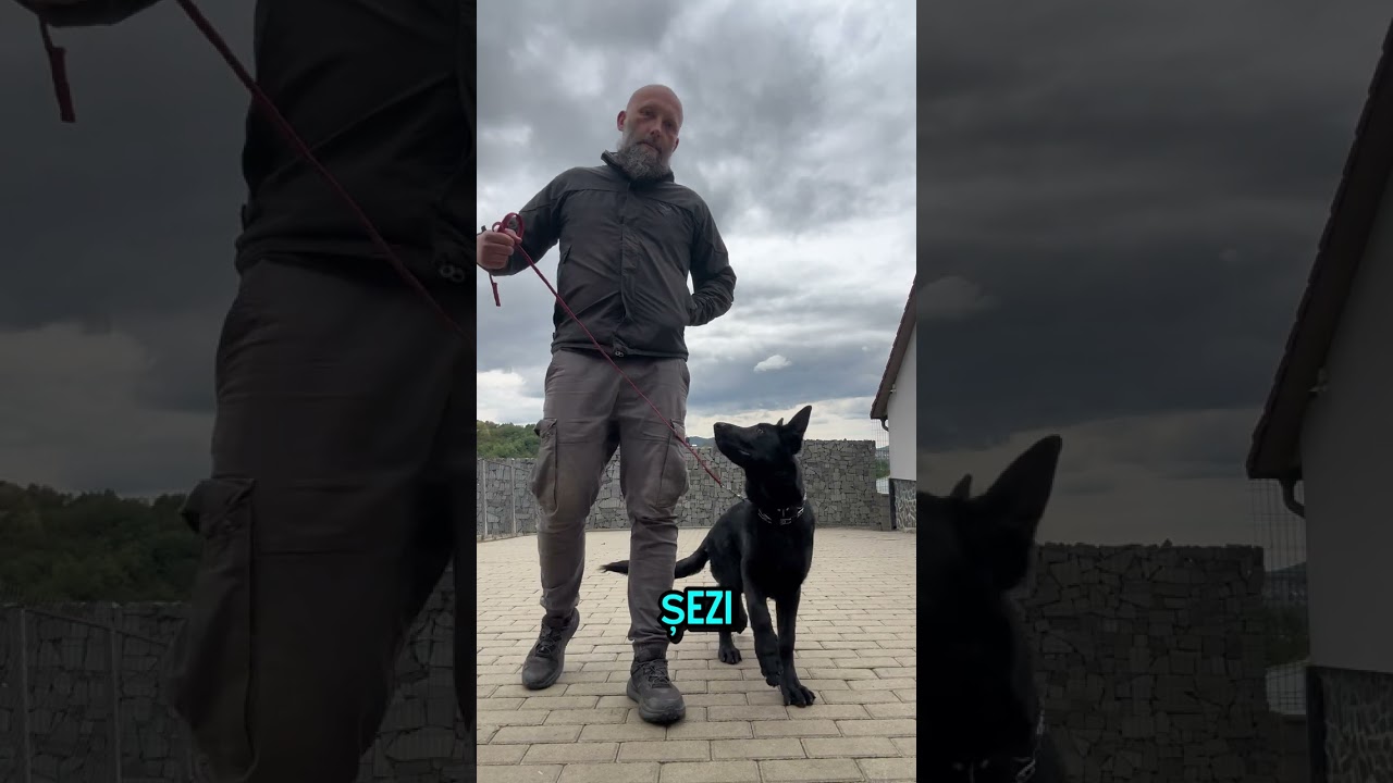 Ciobănesc german negru #alinmoldovan #dresajcanin #germanshepherd 