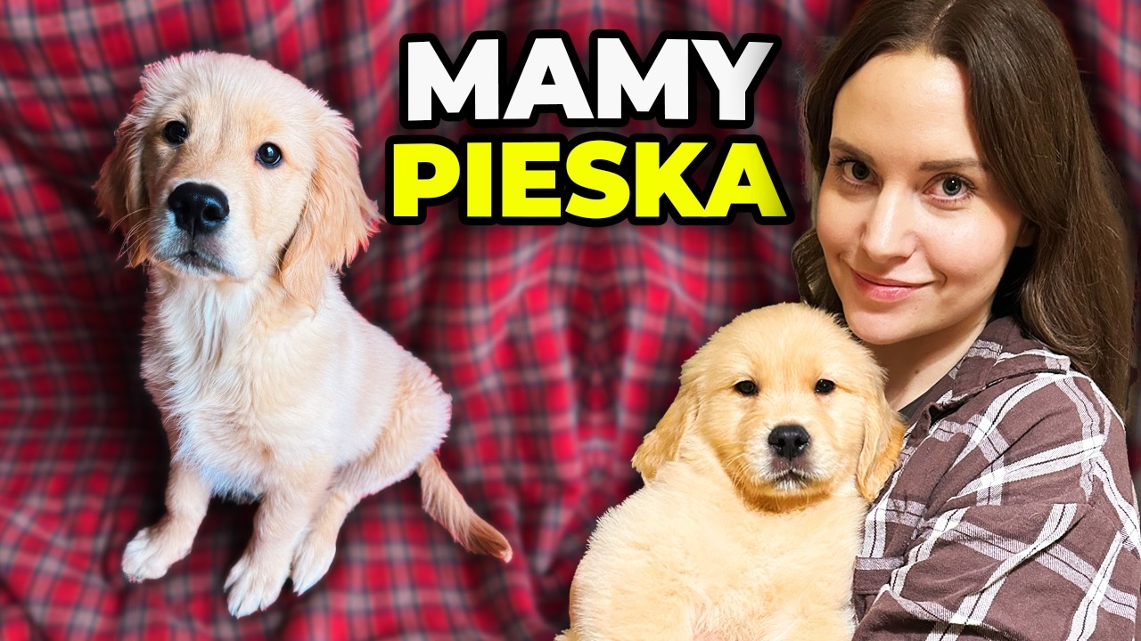 MAMY PIESKA! Skąd decyzja? Co z podr&oacute;żami? Nasze nowe życie ze szczeniakiem! | ŻYCIE SONIXA VLOG