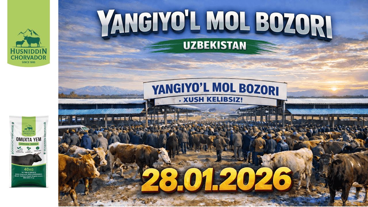 YANGIYO'L Mol Bozori - Bugungi narxlar 28.01.2026. Chorvador Husniddin!
