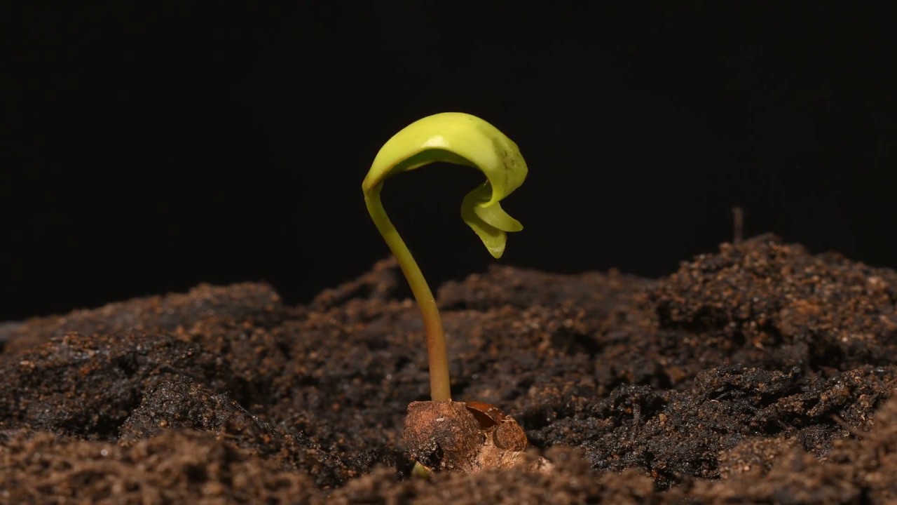 Sycamore seedling growing time lapse filmed over a month
