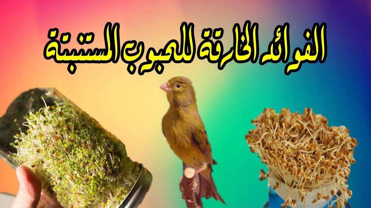 الفوائد الخارقة للحبوب المستنبتة ومنافعها للطيور ( طريقة التحضير )