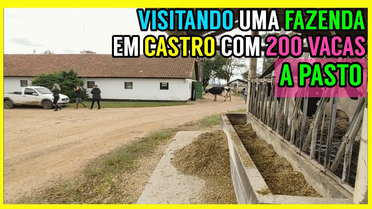 170 vacas LEITEIRAS no PASTO (visita a Castro PR) PARTE 1