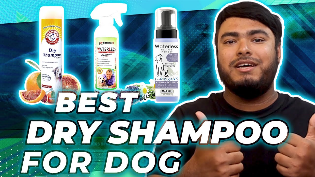 5 Best Dry Shampoos for Dogs in 2026 | Waterless Dog Shampoo [Rerview]