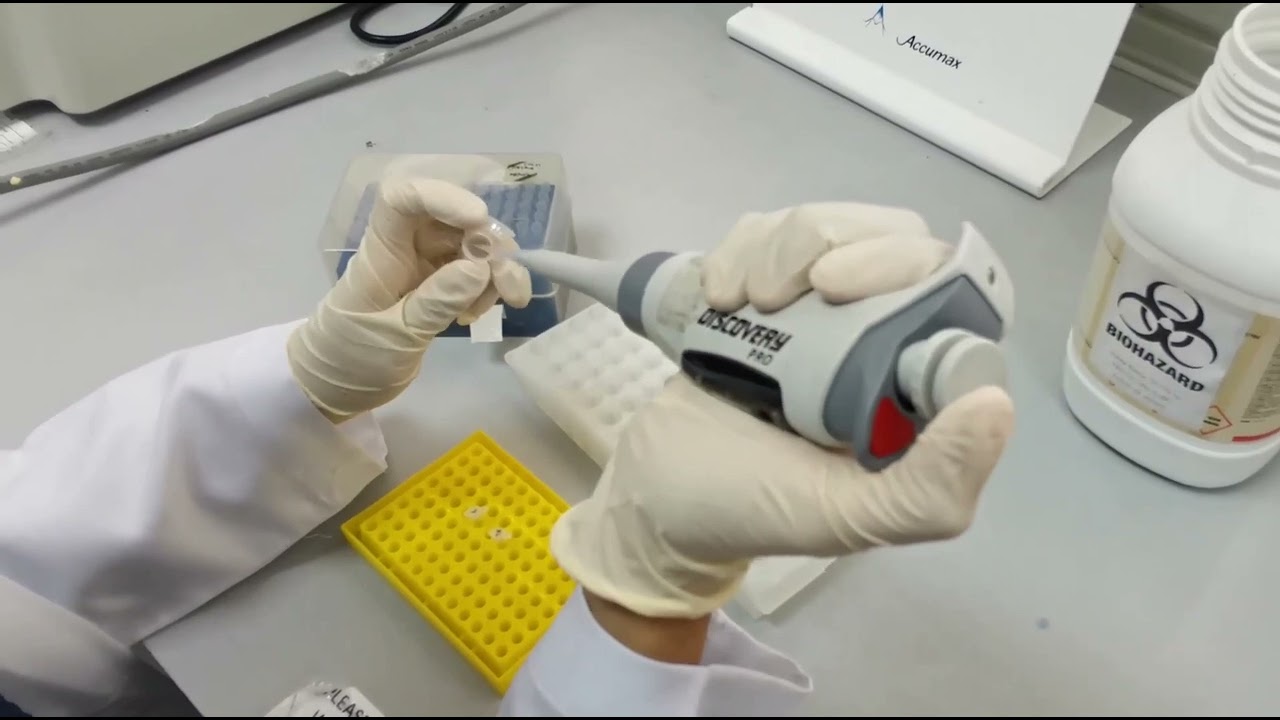 LAMP Assay
