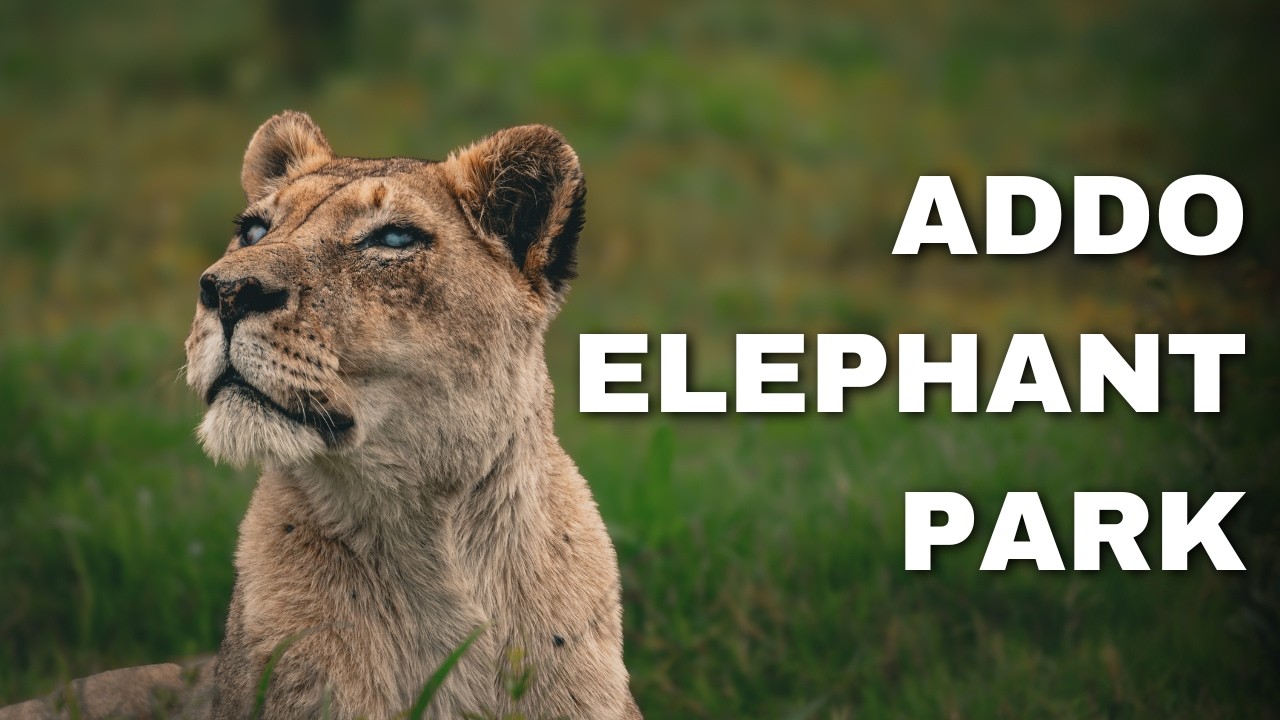 Ep. 2 | Unexpected Lion Encounter | Addo Elephant Park - A South African Safari Adventure