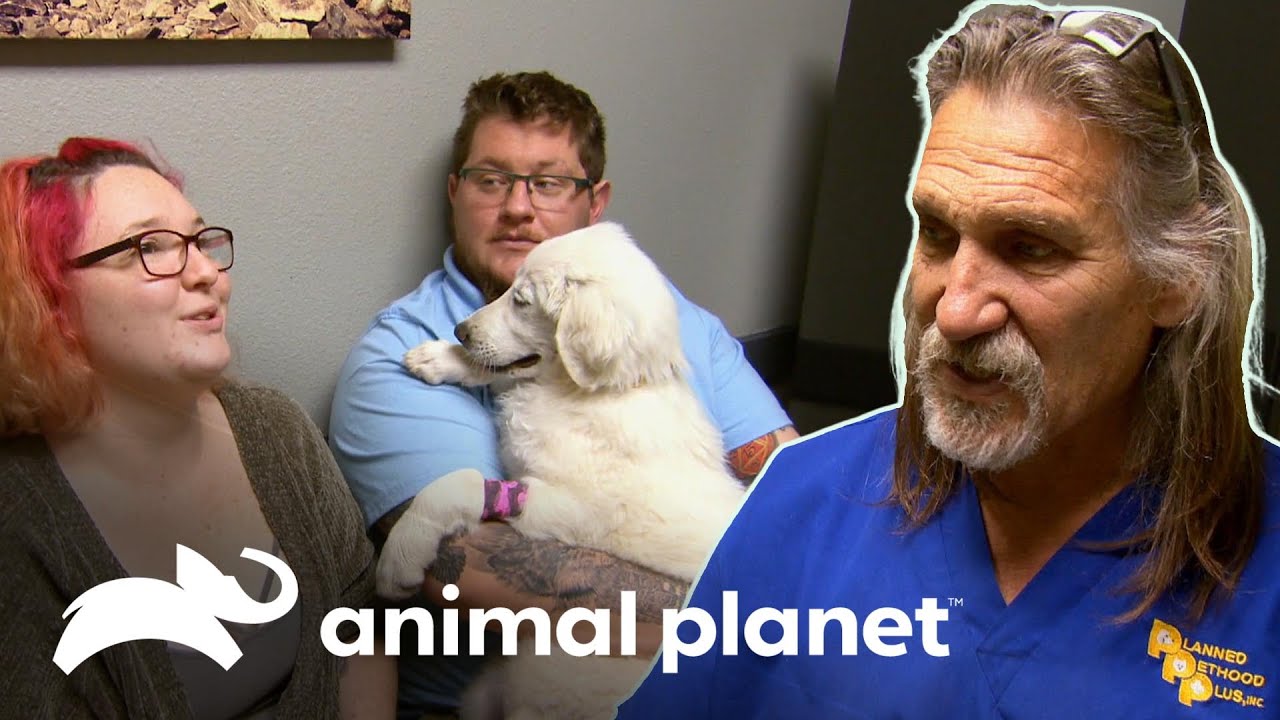 Cachorra sufre fractura de 4 huesos metatarsos al saltar | Dr. Jeff, Veterinario | Animal Planet