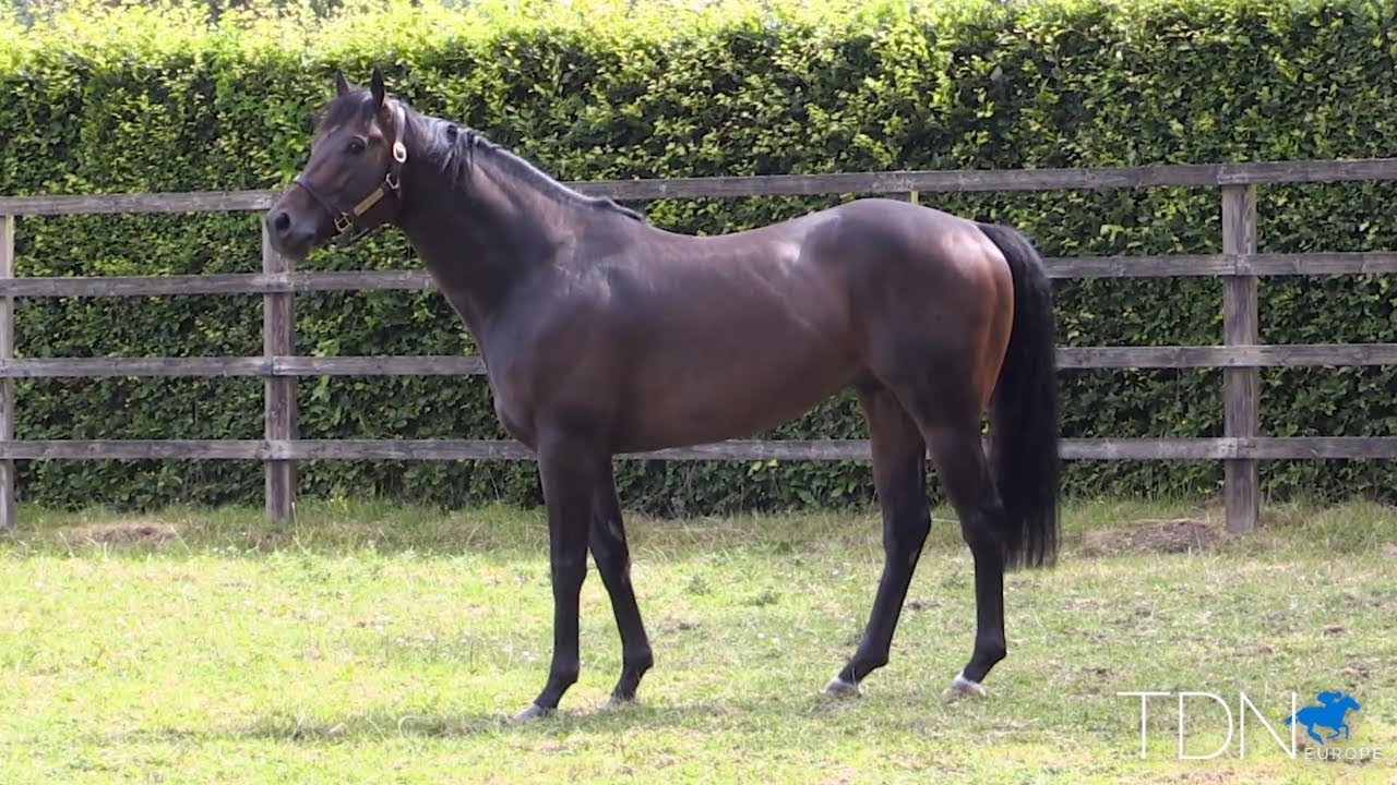 First Yearlings for Twilight Son