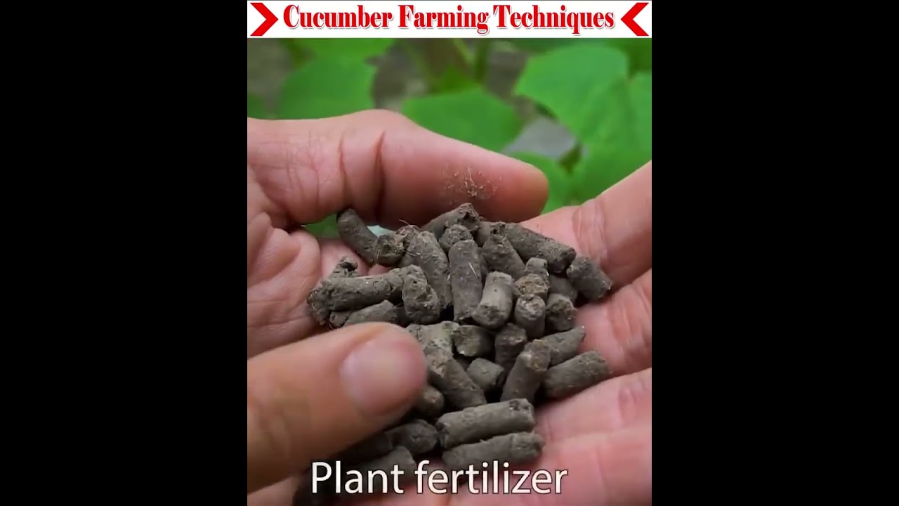 Learn the cucumber farming techniques very easily.#gardening #easyfarming #viralvideo 