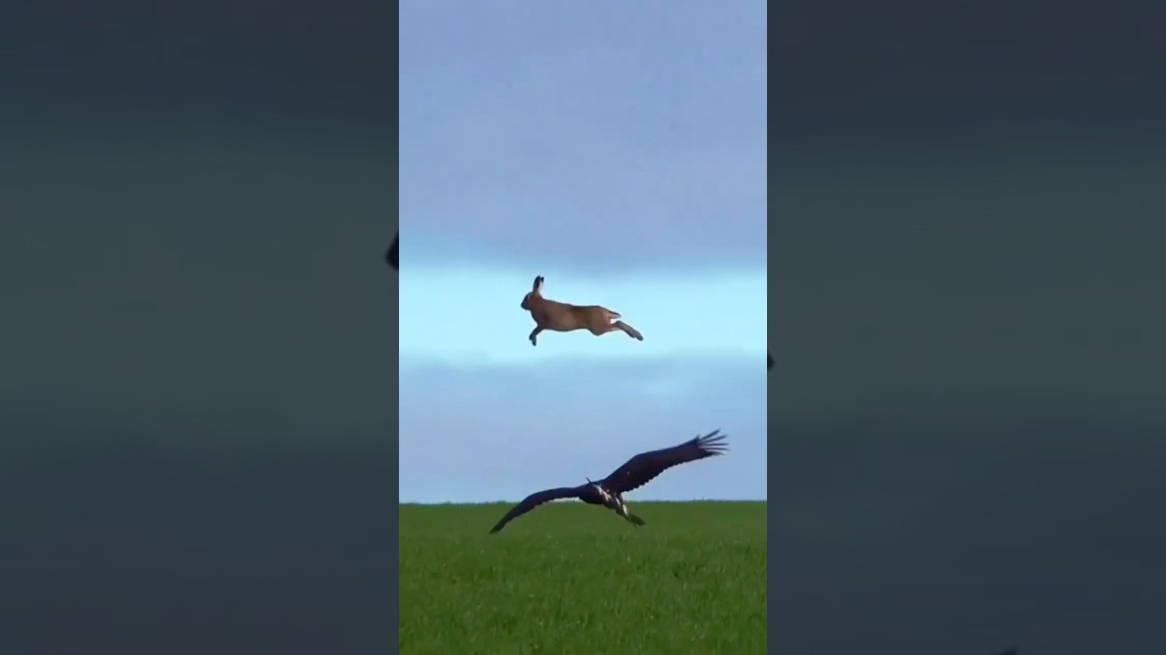 La Liebre que Desaf&iacute;a al Cielo
